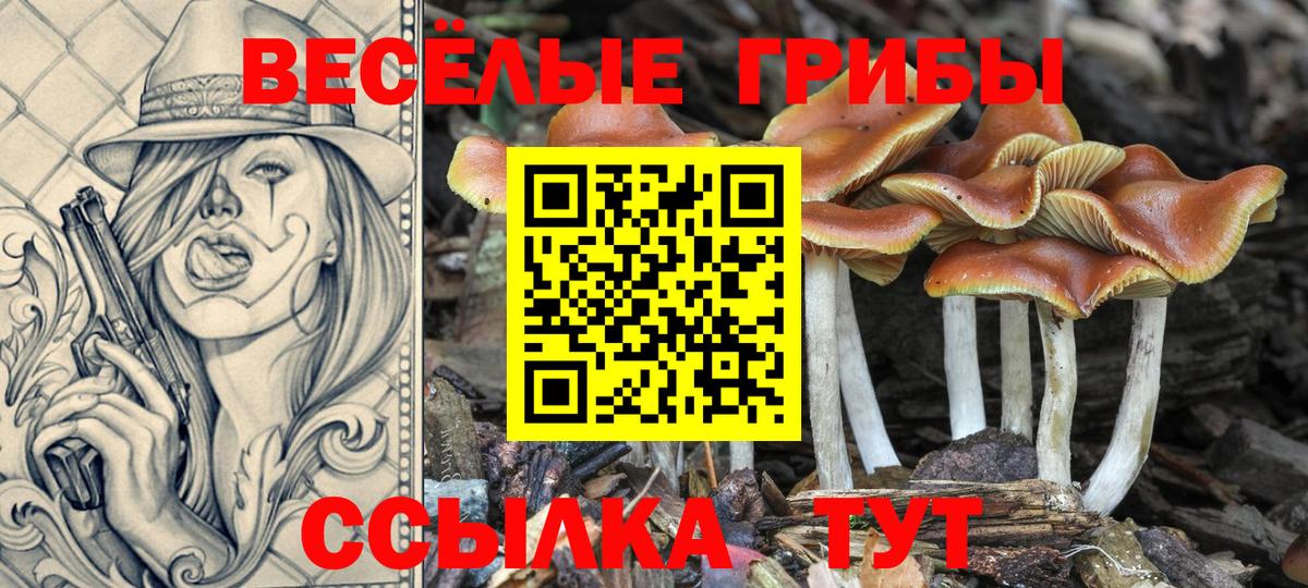 наркотики  Вход с VPN  Курчалой  Псилоцибиновые грибы ЛСД 
