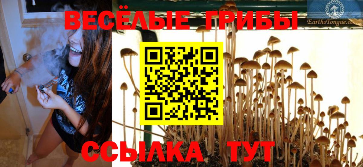 Галлюциногенные грибы Cubensis Курчалой